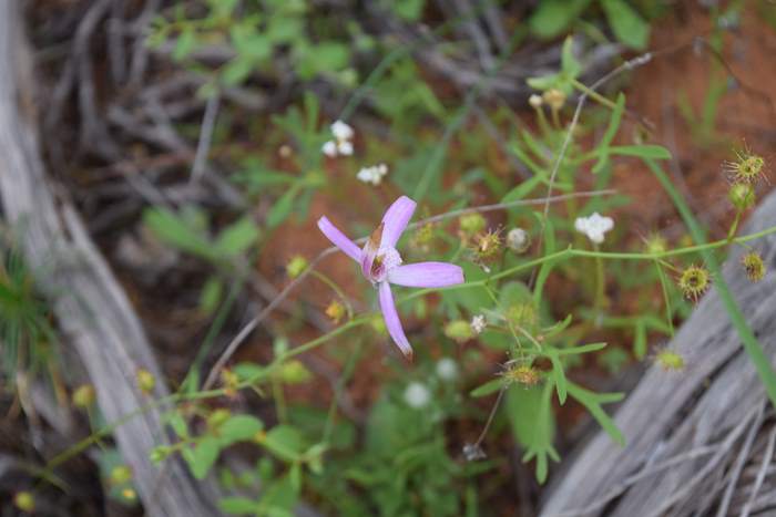 Caladenia - Spider Orchid-Camel-Soak-3-Orchid-Ridge-Sep-2018p0008.JPG